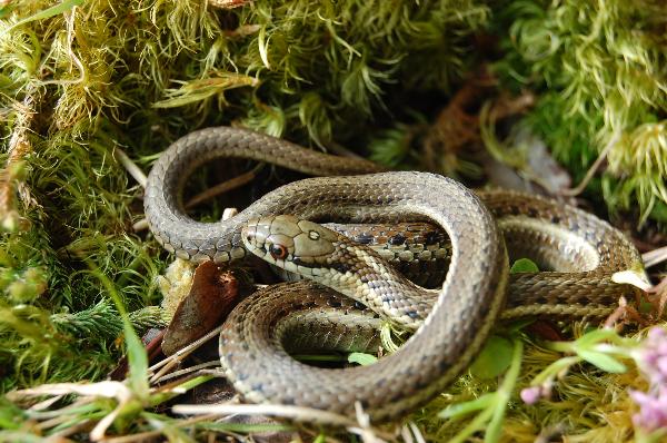 Photo of Thamnophis ordinoides by <a href="http://www.lgl.com">Virgil Hawkes</a>